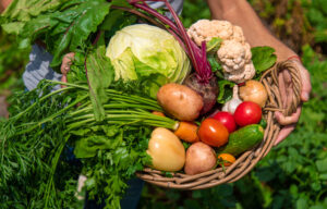 a man farmer harvests vegetables in the garden se 2024 12 19 15 07 37 utc