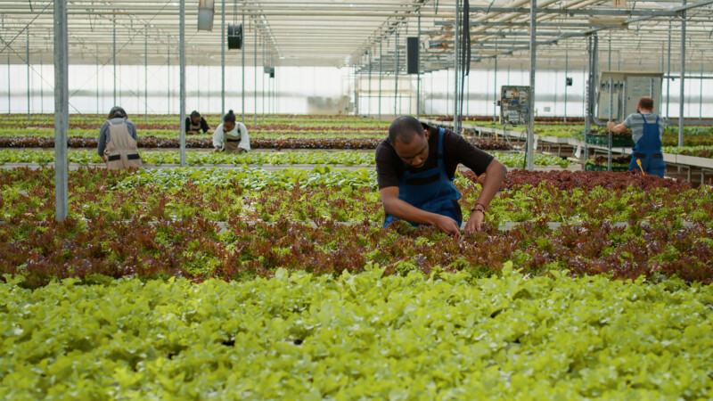 african american man working in greenhouse inspect 2025 02 19 08 00 27 utc
