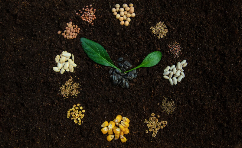 Sowing calendar from seeds on soil. Selective focus. Nature.