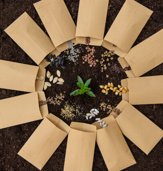 sow different seeds in the garden sowing calendar 2024 12 19 14 54 38 utc
